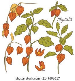 Collection of physalis twigs isolated on white background. Vector graphics.