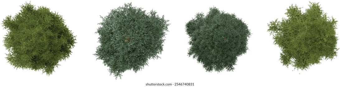 Coleção de árvores Picea sobre fundo transparente a partir da vista superior