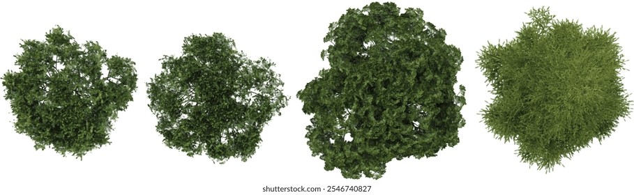 Collection of Picea,Pinus trees on transparent background from the top view