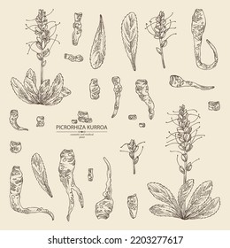 Collection of picrorhiza kurroa: picrorhiza kurroa plant, leaves, flowers and picrorhiza kurroa root. Katuka. Cosmetic, perfumery and medical plant. Vector hand drawn illustration.