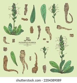 Collection of picrorhiza kurroa: picrorhiza kurroa plant, leaves, flowers and picrorhiza kurroa root. Katuka. Cosmetic, perfumery and medical plant. Vector hand drawn illustration.