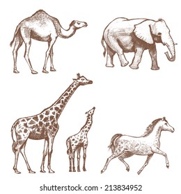 collection of picture pencil with animals