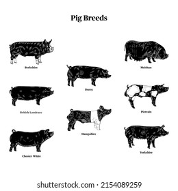 A collection of pig breeds