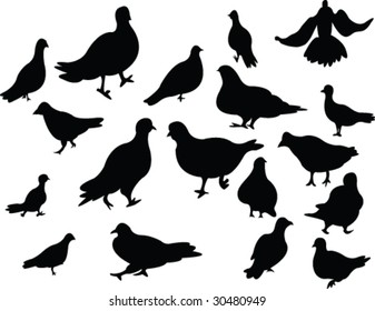 collection of pigeons silhouette - vector