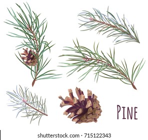 Collection of pine branches and cones, needles on white background, hand digital draw, watercolor style, decorative botanical illustration for design, Christmas plants, realistic vector