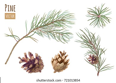 Collection of pine branches and cones, needles on white background, hand digital draw, watercolor style, decorative botanical illustration for design, Christmas plants, vector