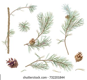 Collection of pine branches and cones, needles on white background, hand digital draw, watercolor style, decorative botanical illustration for design, Christmas plants, vector