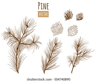 Collection of pine branches and cones on white background, engraved style, vector