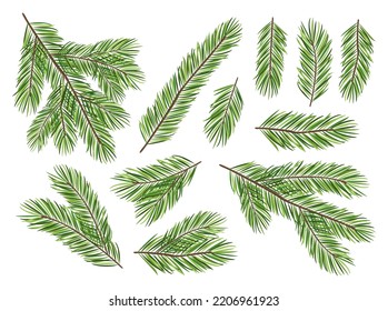 Collection of pine branches isolated on white background