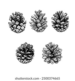 Collection of pine cones. Black and white illustration in engraving style. Set of vector design elements.