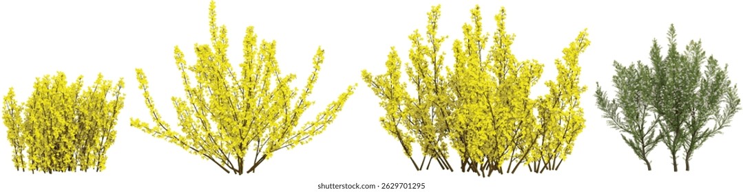 Collection of Pine Cypress Spray,Forsythia plants on transparent background