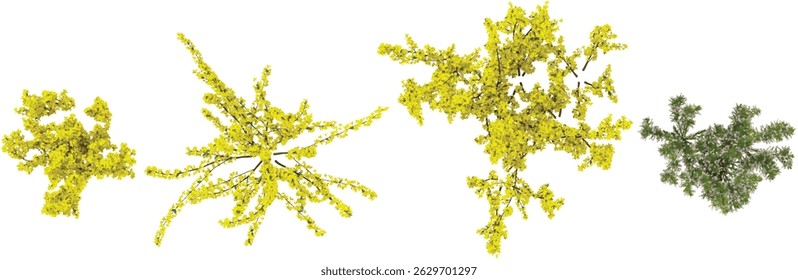 Collection of Pine Cypress Spray,Forsythia plants on transparent background from the top view