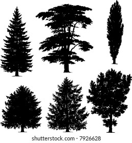 collection of pine trees