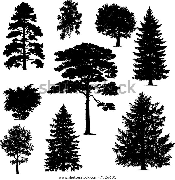 Collection Pine Trees Stock Vector (Royalty Free) 7926631