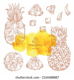 Collection of pineapple: pineapple fruit, leaves and pineapple slice. Ananas comosus. Hand drawn vector illustration