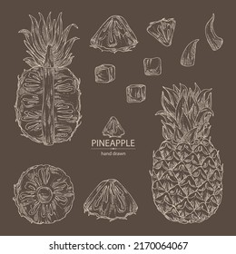 Collection of pineapple: pineapple fruit, leaves and pineapple slice. Ananas comosus. Hand drawn vector illustration