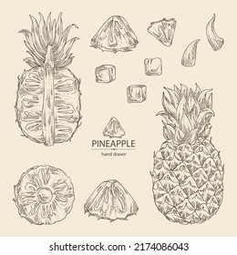 Collection of pineapple: pineapple fruit, leaves and pineapple slice. Ananas comosus. Hand drawn vector illustration