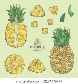 Collection of pineapple: pineapple fruit, leaves and pineapple slice. Ananas comosus. Hand drawn vector illustration