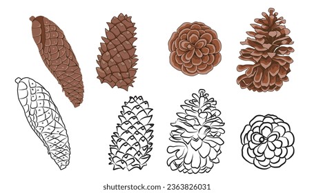 A collection of pinecone illustrations, including hand-drawn black and white line art.