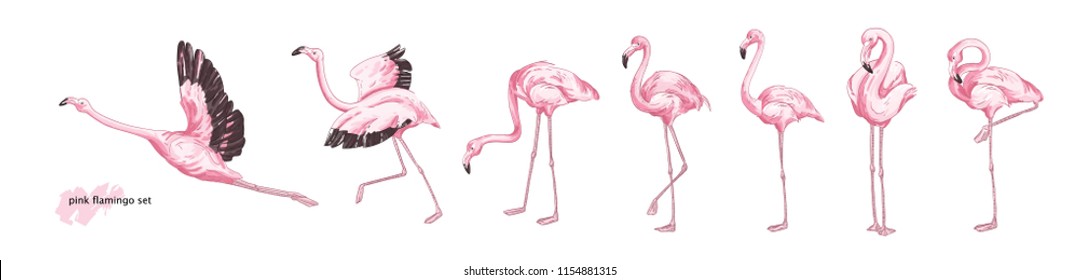 Collection of pink flamingo in various poses isolated on white background. Set of gorgeous exotic bird or tropical avian in different postures. Colorful hand drawn realistic vector illustration