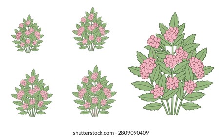 Collection of pink hydrangea shrubs featuring green foliage and blooming flower clusters arranged in varying sizes on white background.