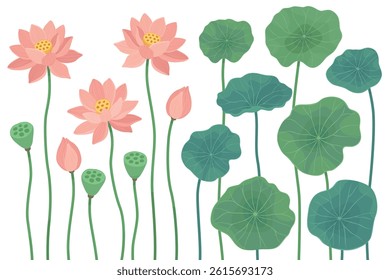 Collection of pink lotus flowers and green leaves, seeds, buds. Water lilies, vector illustration on a white background.