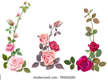 Collection of pink, red roses, horizontal border of vertical branches, bouquets of flowers, buds, green stems, leaves on white background, digital draw illustration, watercolor style, vintage, vector