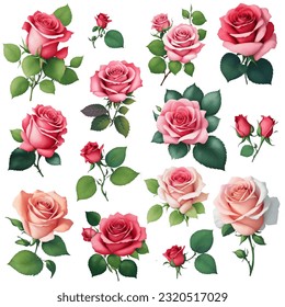 The Collection of pink rose