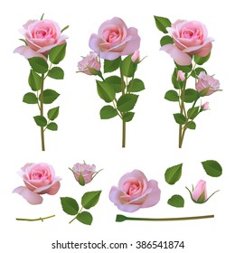 Collection of pink  roses, bushes  and leaves  for bouquets.