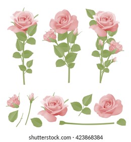 Collection of pink roses, bushes and leaves for bouquets.