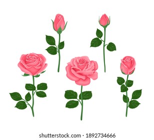 Colección de rosas rosadas de diferentes formas. Ilustración vectorial de flores florecientes y brotes con tallos y hojas verdes en estilo plano de dibujos animados. Conjunto floral.