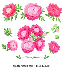 collection of pink vector peonies and leaves 