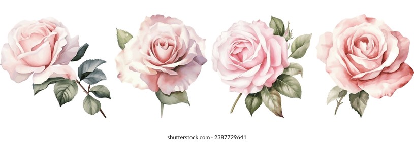 Collection of Pink White Vintage Roses Watercolor Illustration