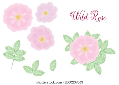 Collection of pink wild roses elements with fresh roses and green leaves in digital watercolor style.