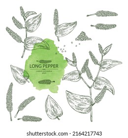 Collection of pippali: leaves, pippali fruits and long pepper plant. Piper longum. Cosmetic, perfumery and medical plant. Vector hand drawn illustration.