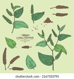 Collection of pippali: leaves, pippali fruits and long pepper plant. Piper longum. Cosmetic, perfumery and medical plant. Vector hand drawn illustration.