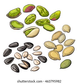Collection of pistachio, sunflower and pumpkin seeds, vector illustration isolated on white background. Set of fresh and ripe nuts in shell and open