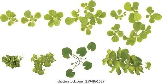 collection of Pistia plants on transparent background from the top view