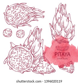 Collection of Pitaya fruit: fruit and pitaya slice. Dragon fruit. Vector hand drawn illustration.