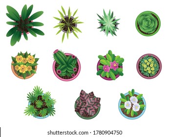 Collection of plant top view in pots. Home plant set. Cactus, green leaves concept. Interior house gardening design. Set of different house plants with flowers