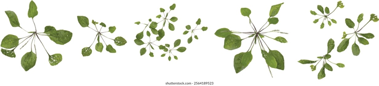 Collection of Plantago plant on transparent background from the top view