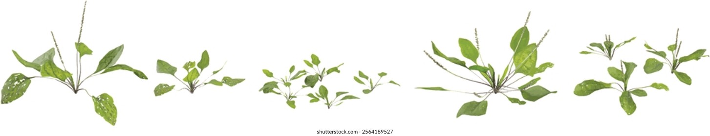 Collection of Plantago plant on transparent background