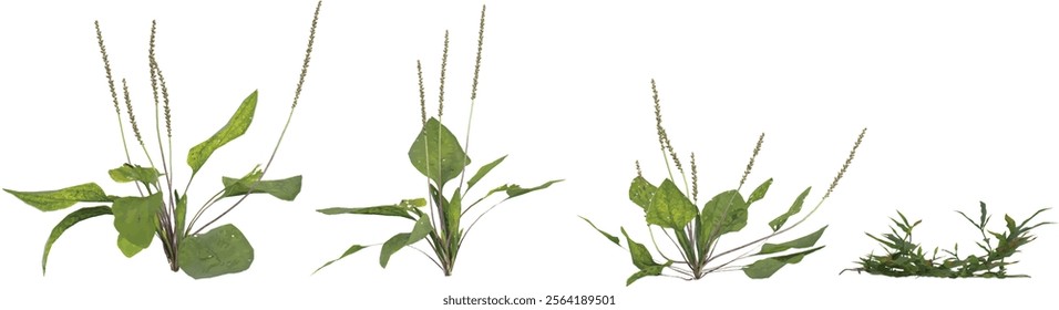 Collection of Plantago,Oplismenus plant on transparent background