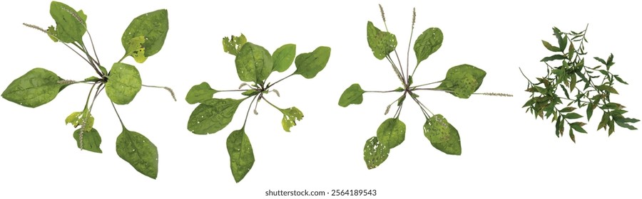 Collection of Plantago,Oplismenus plant on transparent background from the top view