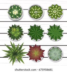 collection of plants, cactus on white wood top view vector illustration