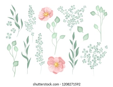 Collection of plants and flowers vector isolated on white background. Branches and leaves set