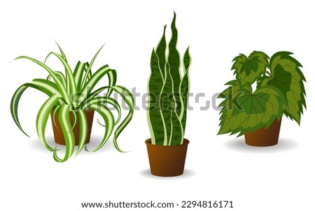 Collection of plants in pots on a white background. A set of indoor plants in flower pots, with variegated leaves and foliage. Various home indoor green decor illustration for decoration, art