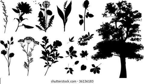 Collection of plants silhouettes. All elements and textures are individual objects. Vector illustration scale to any size.