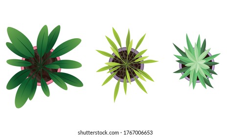 Collection of plants, top view in pots. Home plant set.  Green leaved houseplant  concept. Interior house gardening design. Set of different house plants.