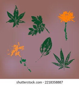 A collection of plants used in medicine. Prints of plantain leaves, castor, hemp, marshmallow and dandelion.